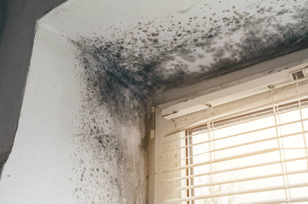 Trusted Black Mold Removal service in Cocolamus, PA - Cheap Mold Removal